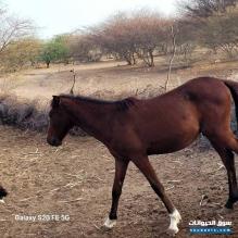 خيل عربي للبيع