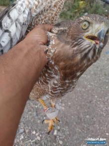 بيع صقر شاهين