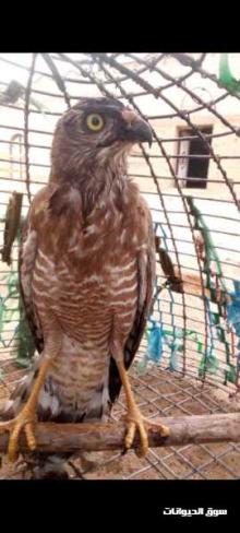 صقر للبيع في مديرية القناوص
