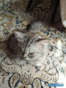 قطط هيمالايا للبيع