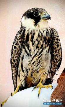 صقر شاهين للبيع