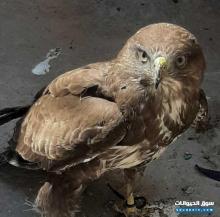 صقر للبيع صقر شاهين