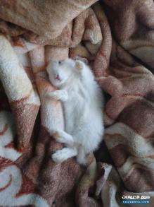 ارانب فرنسي ابيض اعمار صغيره للتربيه المنزليه مثل القطط